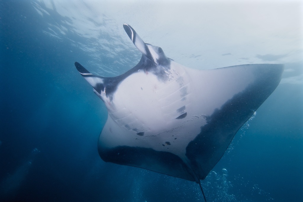 Atlantic manta