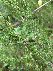 Neomochtherus pallipes