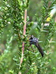 Neomochtherus pallipes