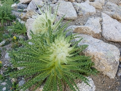 Cirsium funkiae