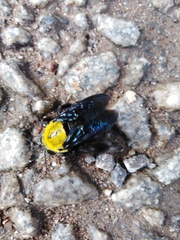 Xylocopa ruficornis