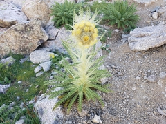 Cirsium funkiae