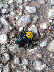 Xylocopa ruficornis
