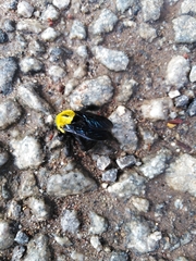 Xylocopa ruficornis