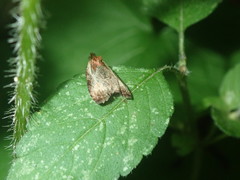 Olethreutes inornatana