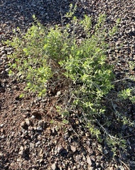 Justicia californica