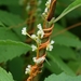 Cuscuta gronovii - Photo (c) Denis Tétreault,  זכויות יוצרים חלקיות (CC BY-NC), הועלה על ידי Denis Tétreault