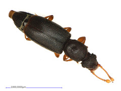 Monotoma longicollis