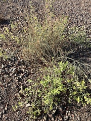 Justicia californica