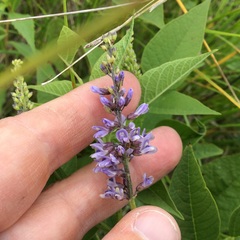 Orbexilum onobrychis