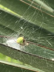 Araneus detrimentosus