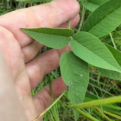 Orbexilum onobrychis