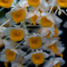 Dendrobium thyrsiflorum - Photo (c) José Pestana, algunos derechos reservados (CC BY-NC-SA)