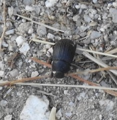 Phylan ulyssiponensis