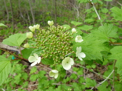 Viburnum opulus opulus