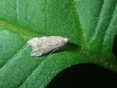 Dichomeris punctidiscellus