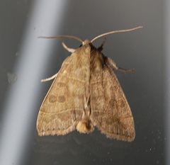 Ipimorpha pleonectusa