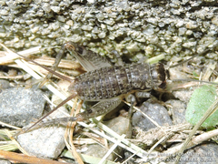 Velarifictorus micado