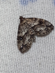 Melanomma auricinctaria