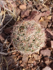 Echinomastus intertextus