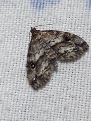 Melanomma auricinctaria