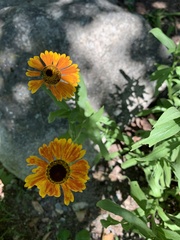 Helenium flexuosum