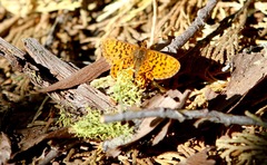 Boloria epithore