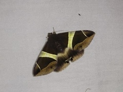 Bastilla crameri