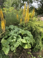 Ligularia przewalskii