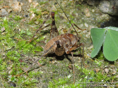 Tachycines asynamorus