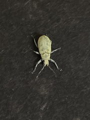 Myllocerina