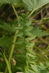 Cruciata glabra krylovii