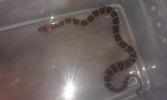 Homalopsis buccata