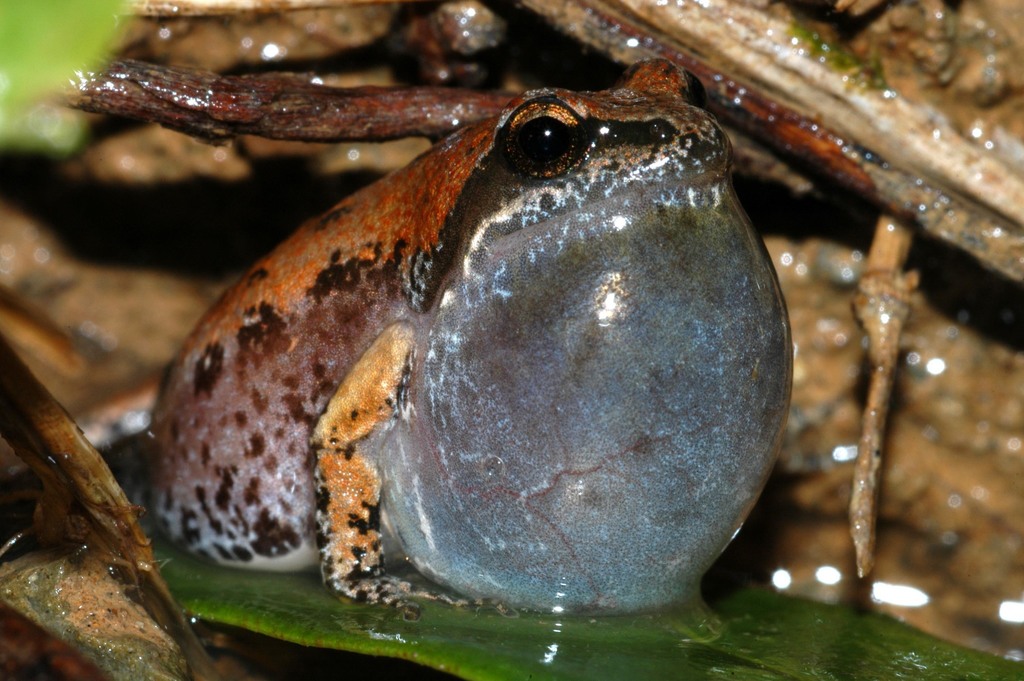 Bronze Caco
