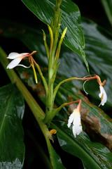 Hedychium spicatum