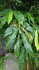 Hedychium spicatum