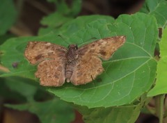 Antigonus erosus