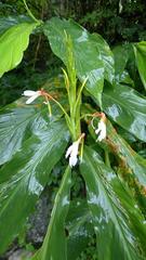 Hedychium spicatum