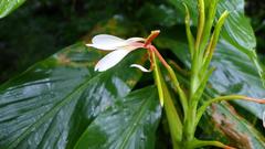 Hedychium spicatum