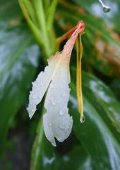 Hedychium spicatum