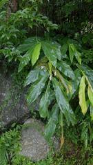 Hedychium spicatum