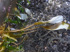 Laminaria sinclairii