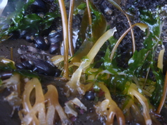 Laminaria sinclairii