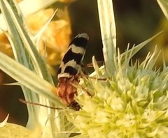 Chlorophorus trifasciatus