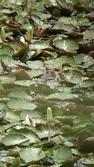 Hydrophasianus chirurgus