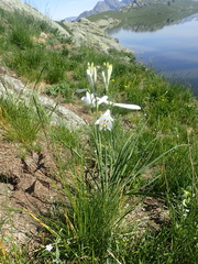 Paradisea liliastrum