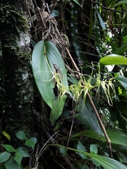 Pleurothallis phalangifera