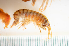 Gammarus lawrencianus