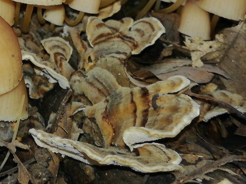 Trúdnikovec (Trametes)
