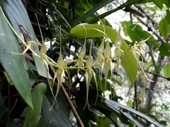Pleurothallis phalangifera